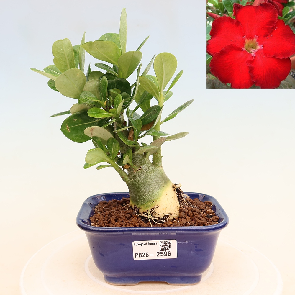 Kamerbonsai - Adenium obesum Red Star - Woestijnroos