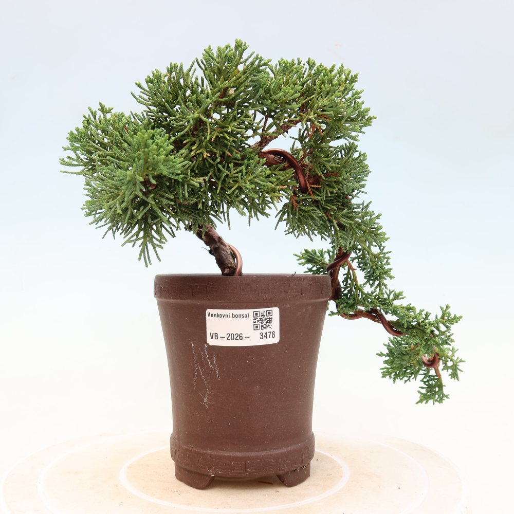 Bonsai voor buiten - Juniperus chinensis Kishu