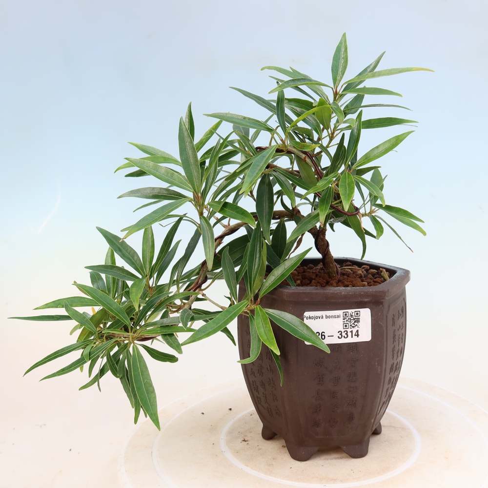 Kamerbonsai - Ficus nerifolia - kleinbladige ficus