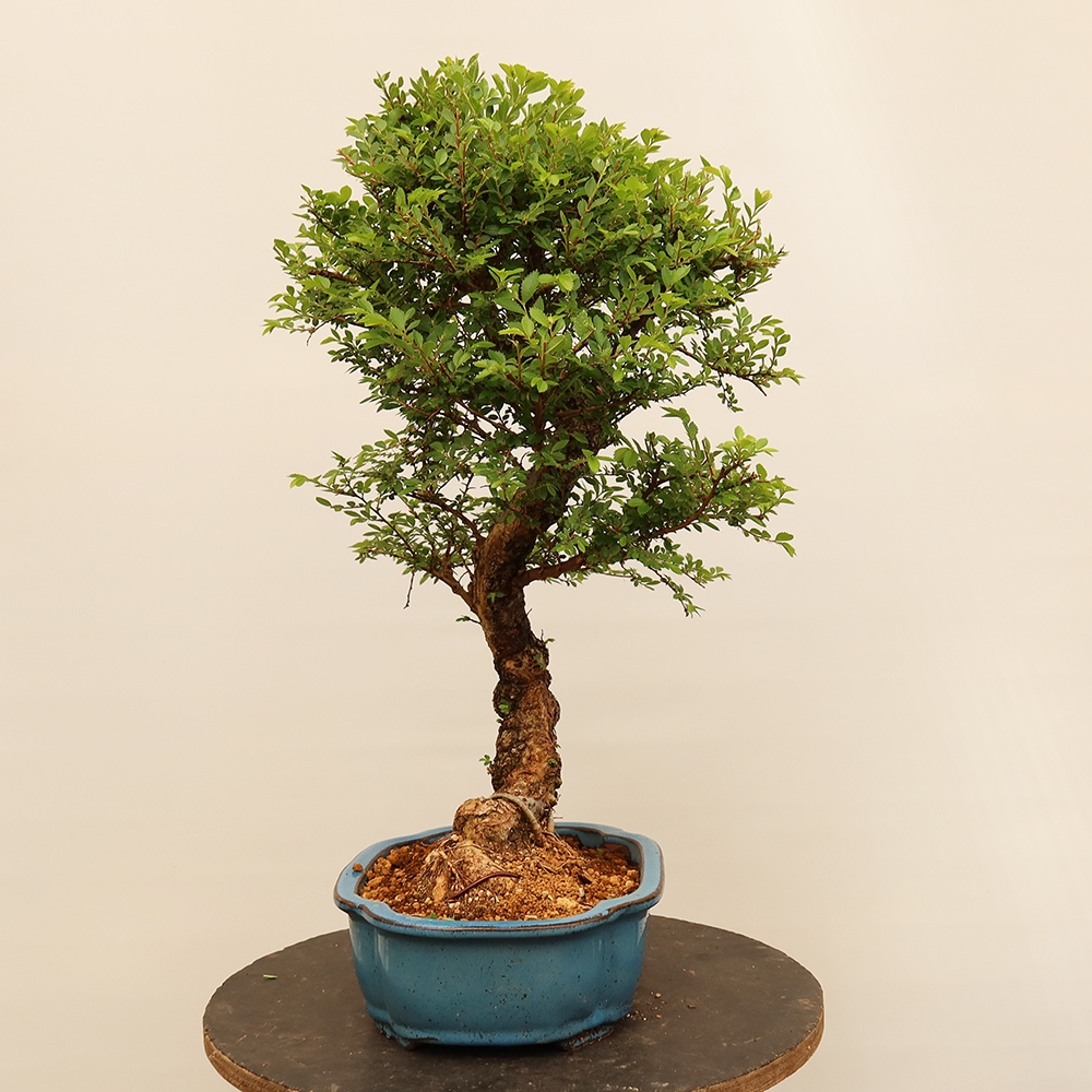 Bonsai voor buiten - Zelkova - Zelkova NIRE