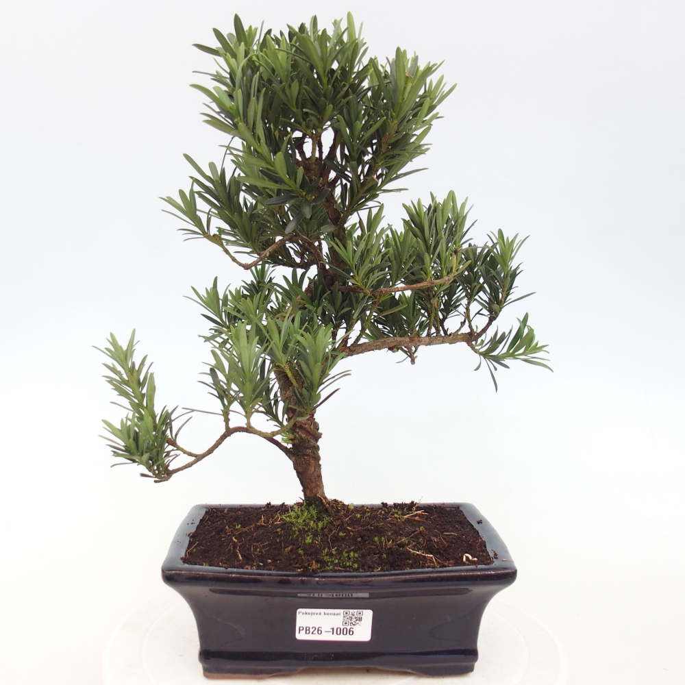 Kamerbonsai - Podocarpus - Taxus