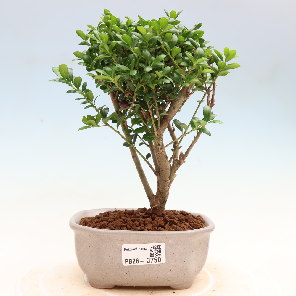 Kamerbonsai - Ilex crenata - Hulst