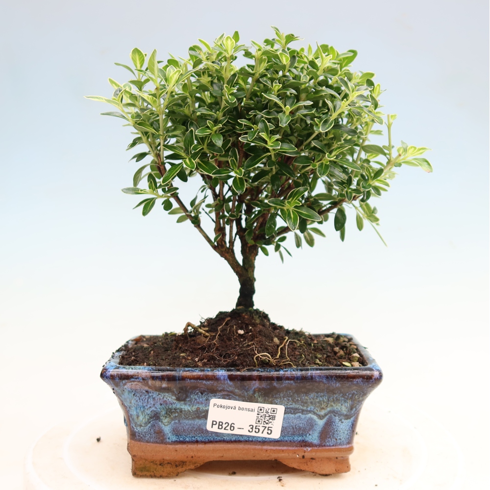 Kamerbonsai - Serissa foetida Variegata - Boom van duizend sterren