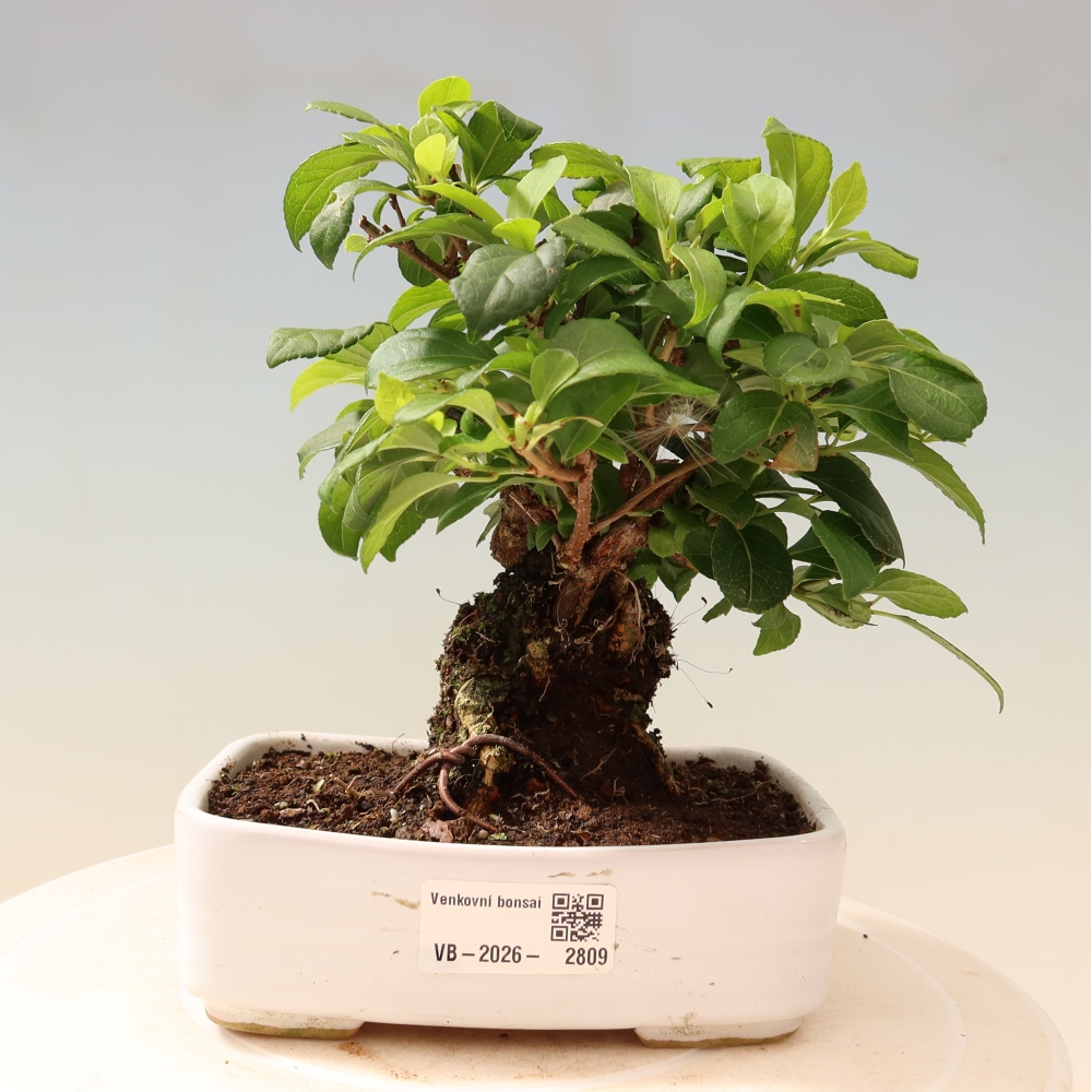 Bonsai voor buiten - Celastrus orbiculatus