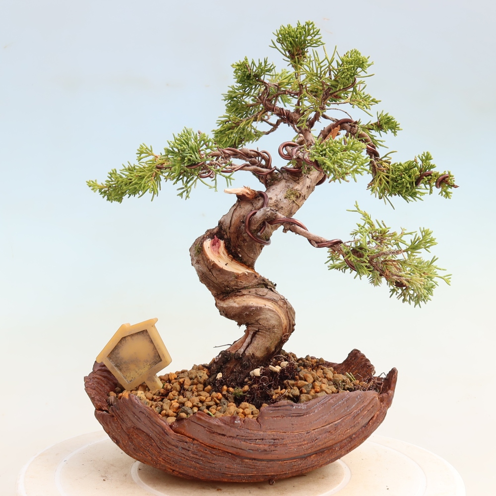 Bonsai voor buiten - Juniperus chinensis Itoigawa-Juniperus chinensis