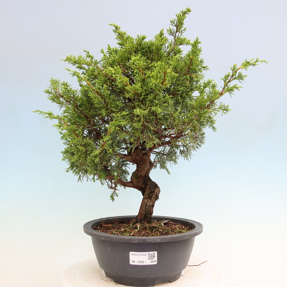Bonsai voor buiten - Juniperus chinensis Itoigawa-Juniperus chinensis