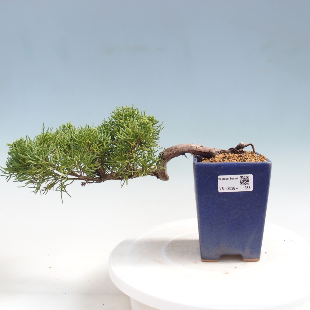 Bonsai voor buiten - Juniperus chinensis Kishu