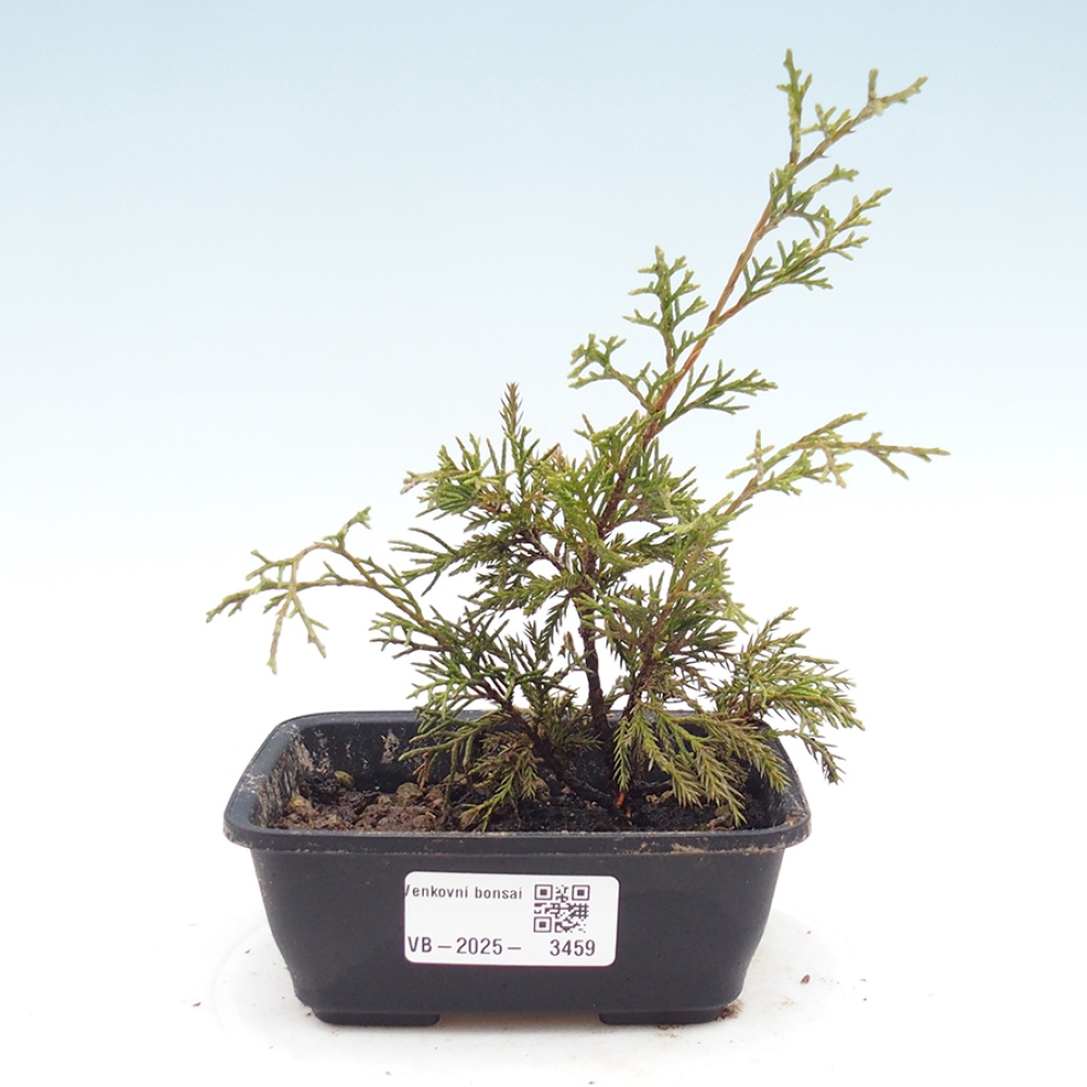 Bonsai voor buiten - Juniperus chinensis Itoigawa