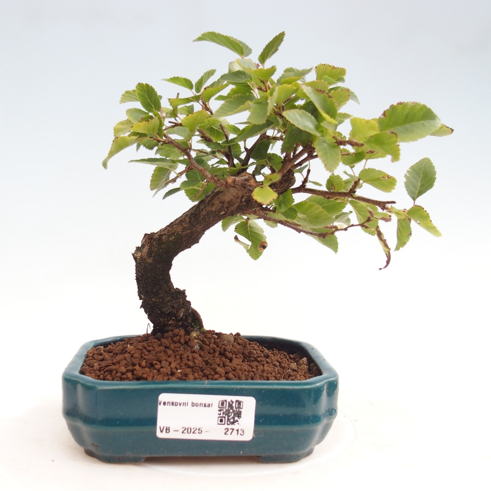 Bonsai voor buiten -Carpinus CARPINOIDES - Koreaanse haagbeuk