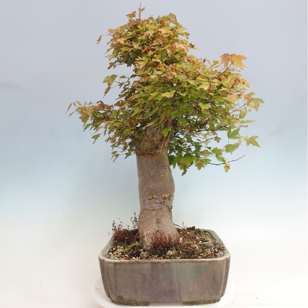 Bonsai voor buiten - Acer Buergerianum - Burgeresdoorn