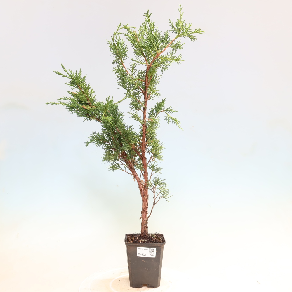 Bonsai voor buiten - Juniperus chinensis Kishu