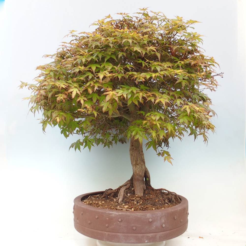 Noorse esdoorn - Acer palmatum Beni Tsukasa