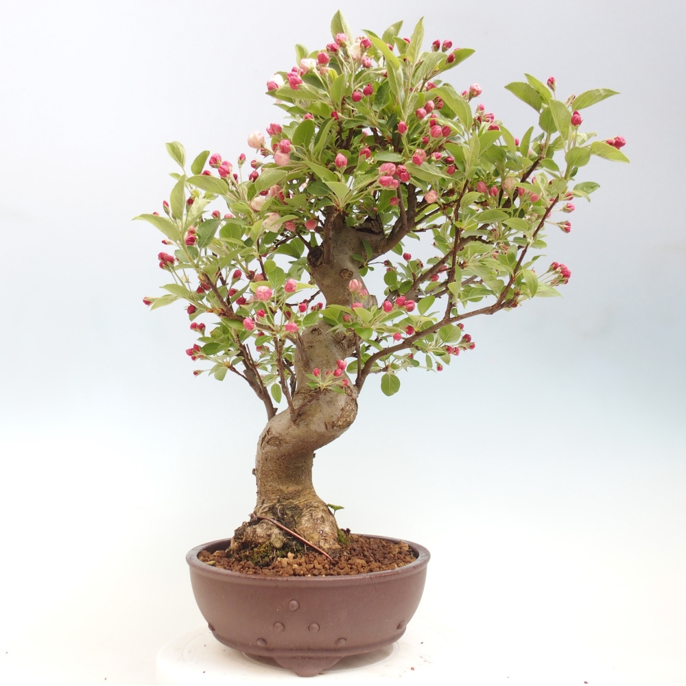 Bonsai voor buiten -Malus halliana - Appelboom met kleine vruchten