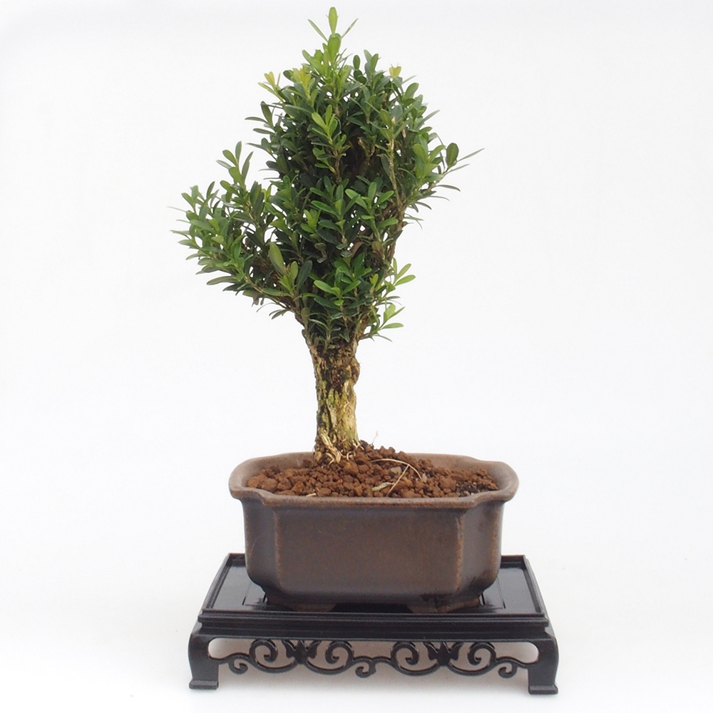 Bonsai tafel plastic rechthoek 15,5 x 10 x 3 cm, kleur zwart