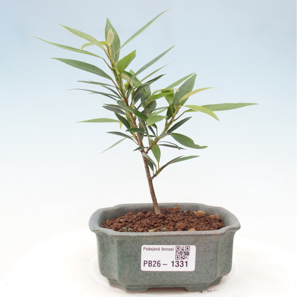 Kamerbonsai - Ficus nerifolia - kleinbladige ficus