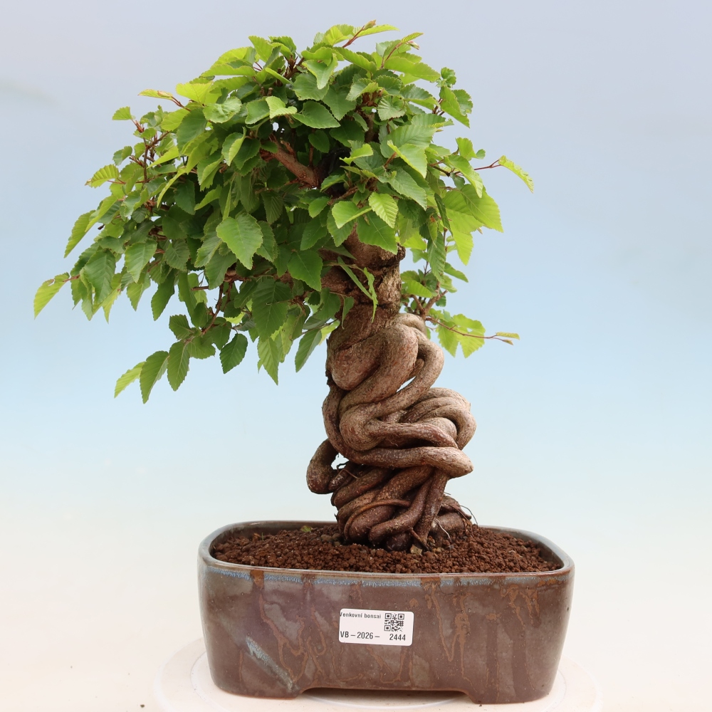Bonsai voor buiten -Carpinus Coreana - Koreaanse haagbeuk