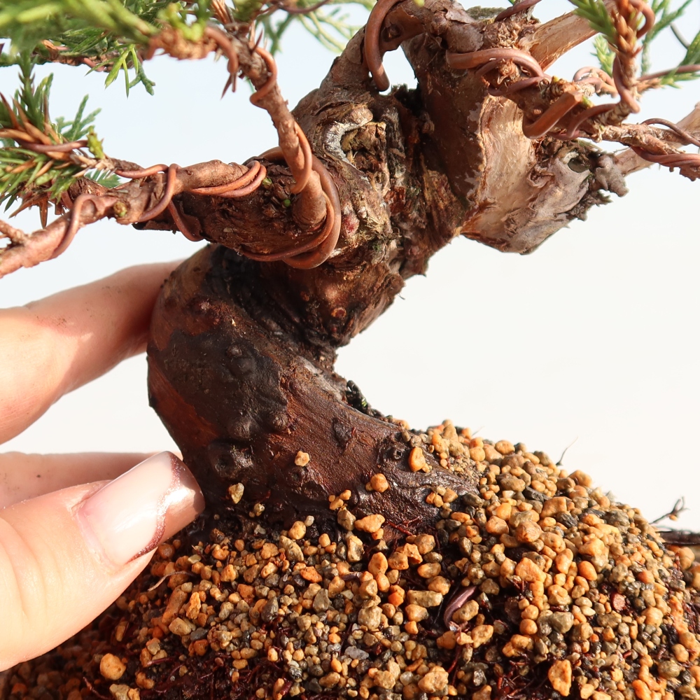 Bonsai voor buiten - Juniperus chinensis Itoigawa