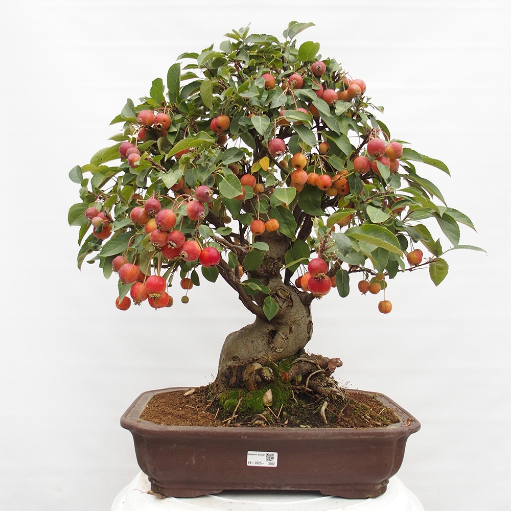 Bonsai voor buiten -Malus halliana - Appelboom met kleine vruchten