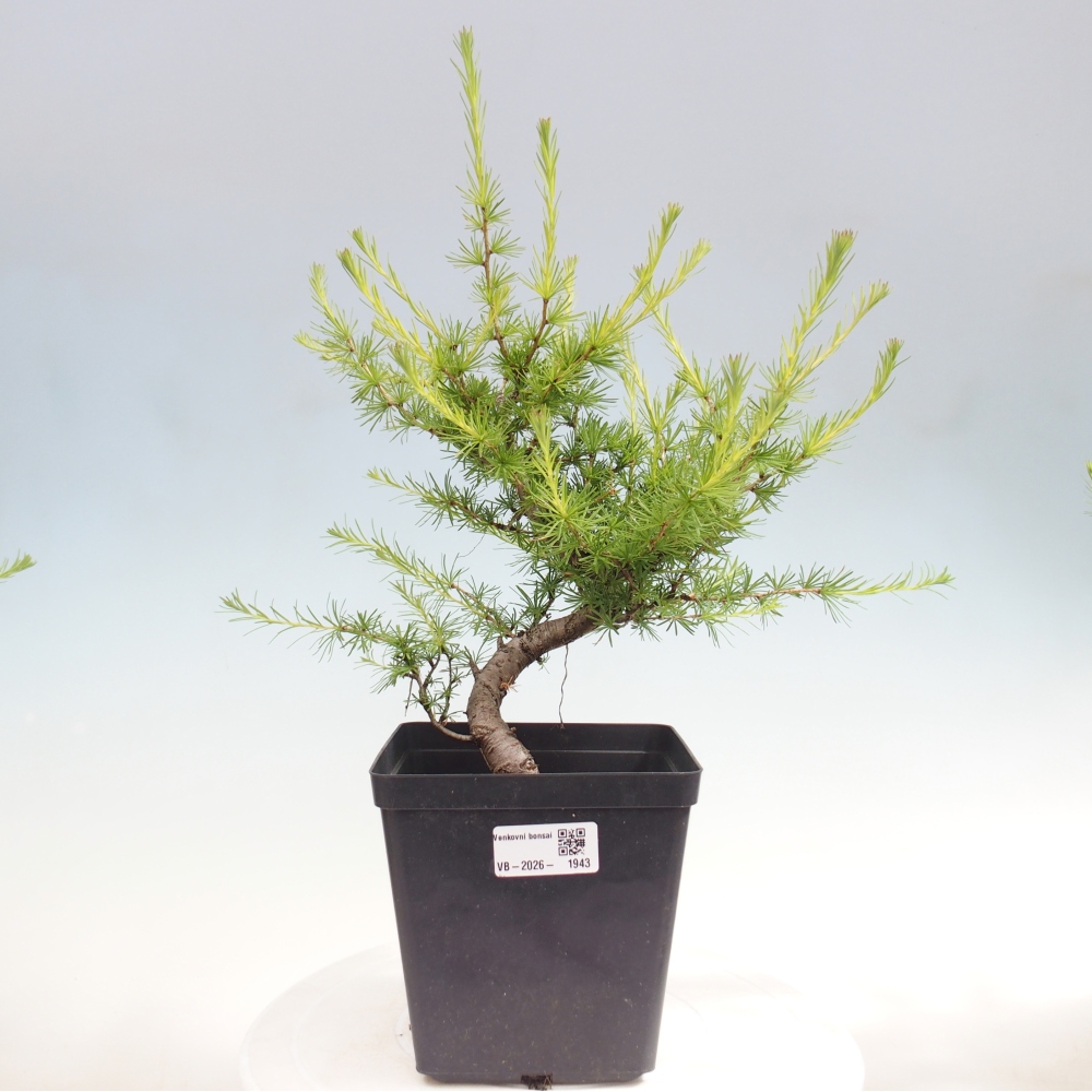 Bonsai voor buiten -Larix decidua - Lariks