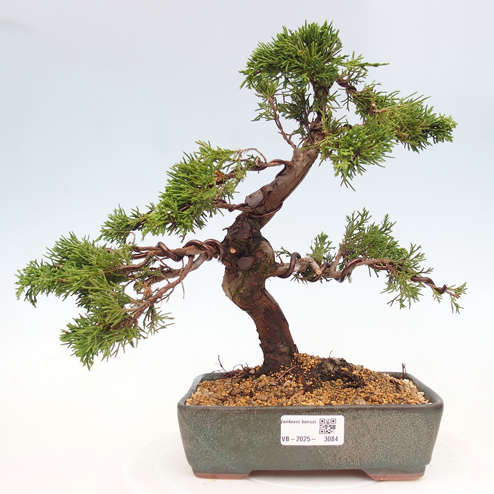 Bonsai voor buiten - Juniperus chinensis Itoigawa