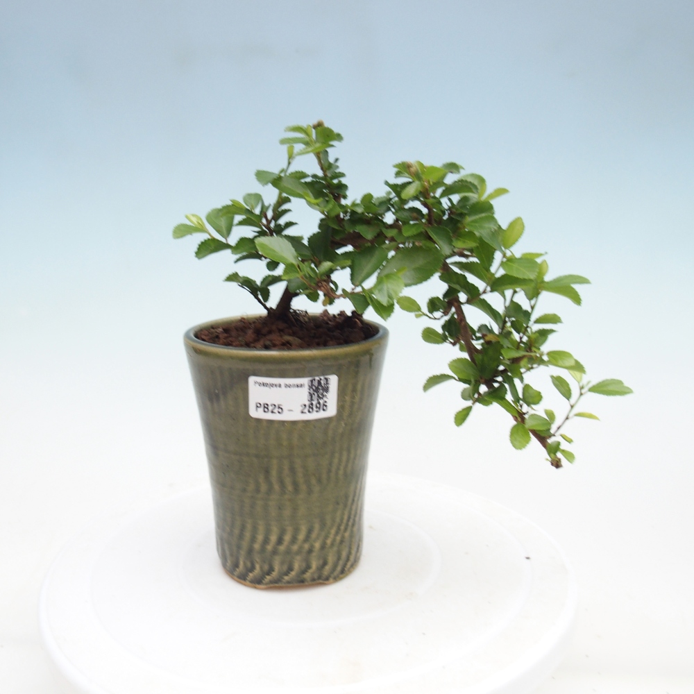 Bonsai - Grewia occidentalis - Lavendel zeester