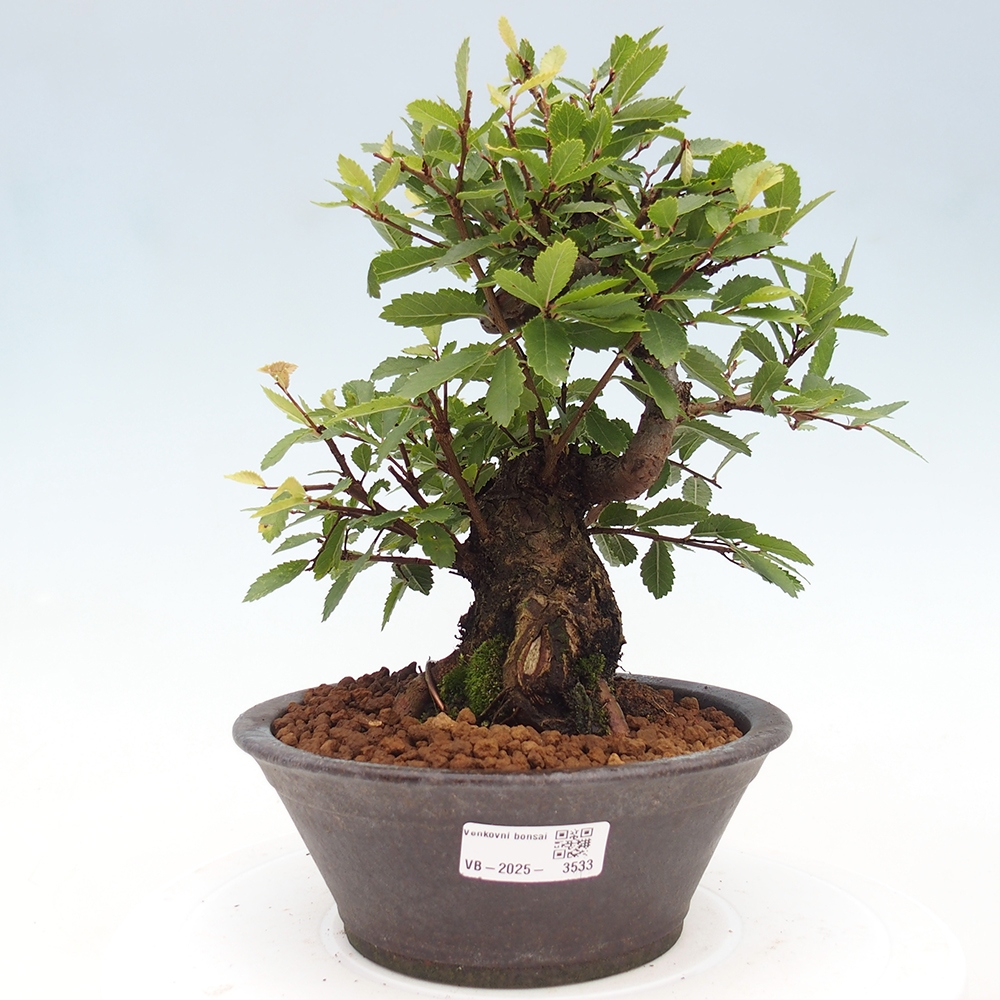Bonsai voor buiten - Zelkova - Zelkova NIRE