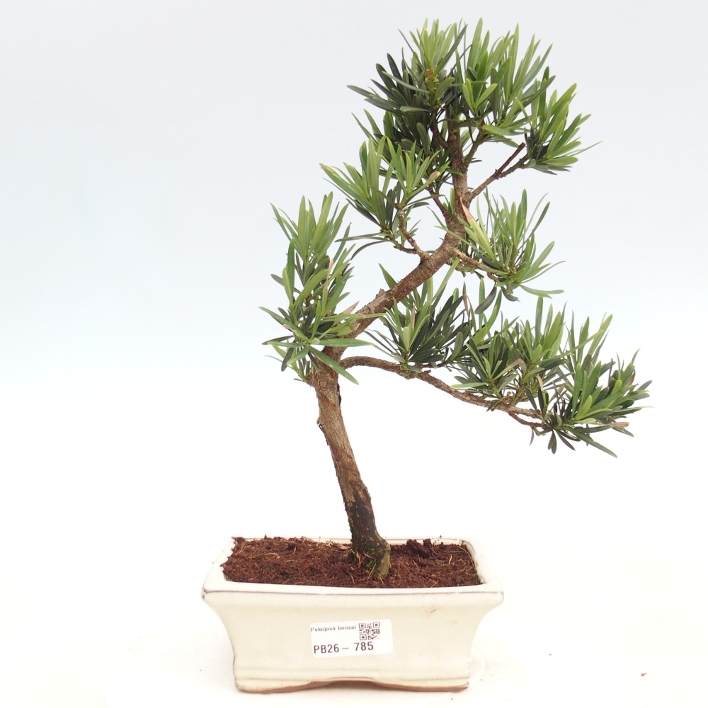 Kamerbonsai - Podocarpus - Taxus