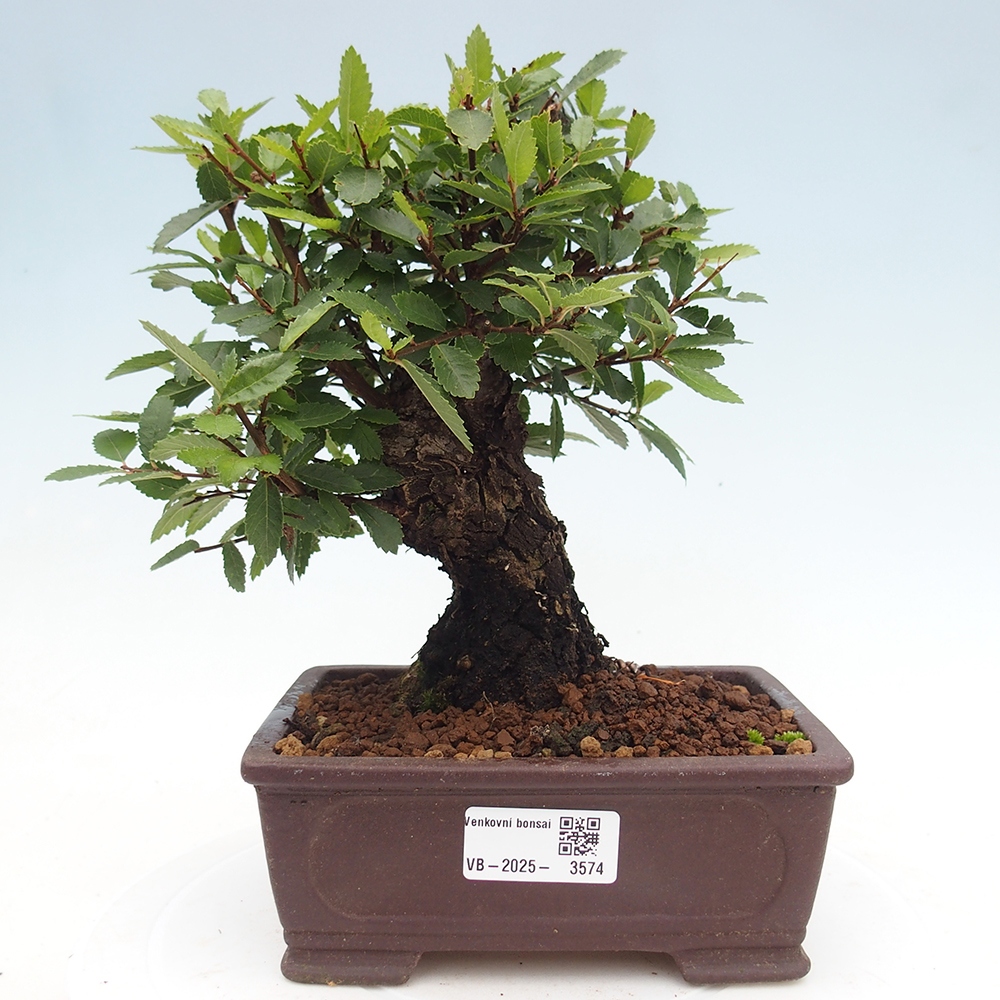 Bonsai voor buiten - Zelkova - Zelkova NIRE