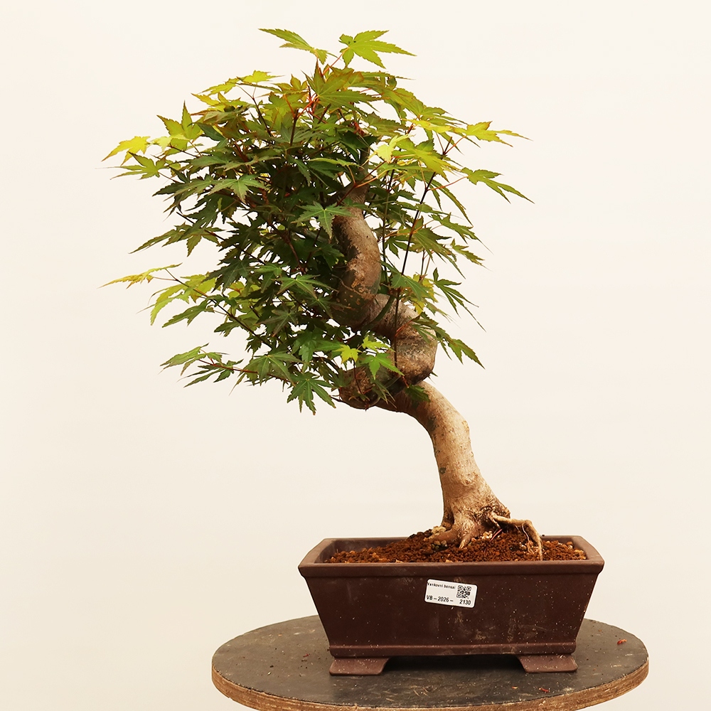 Bonsai voor buiten - Esdoorn palmatum - Palmen
