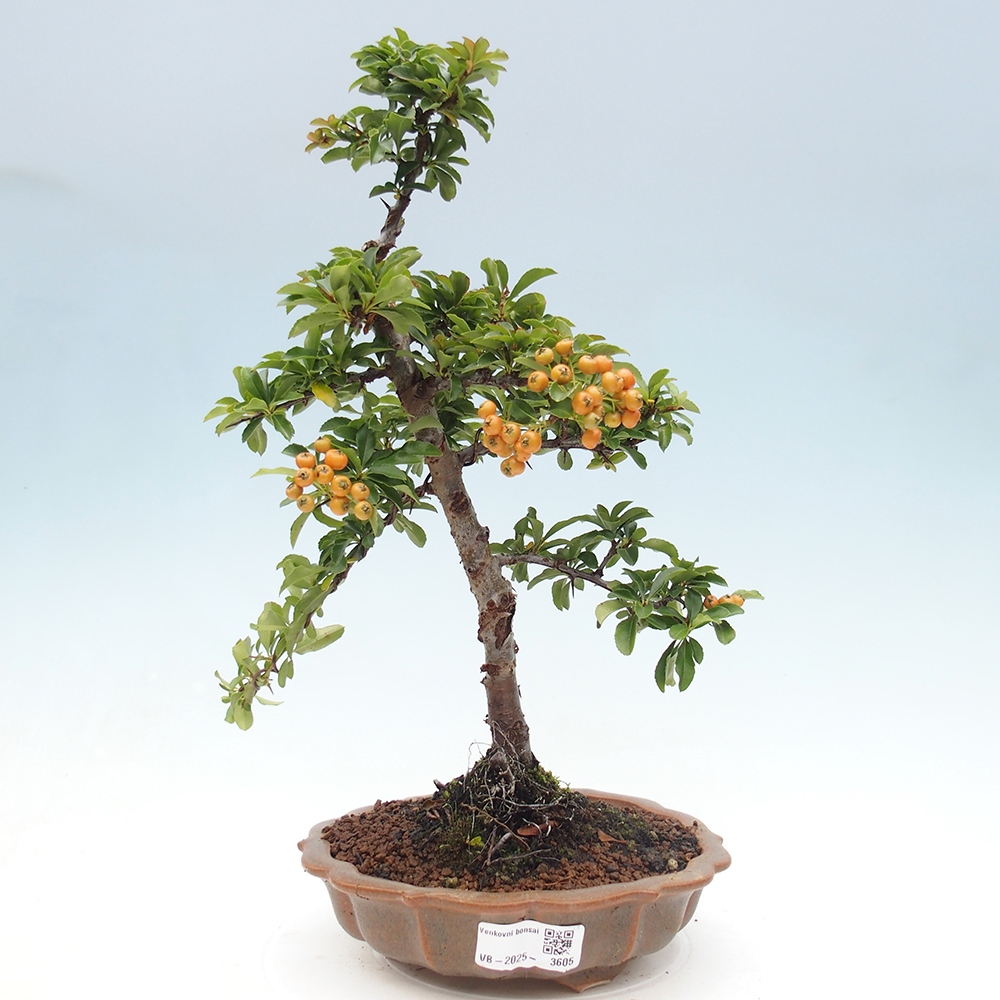 Bonsai-Pyracantha Teton voor buiten -Hlox