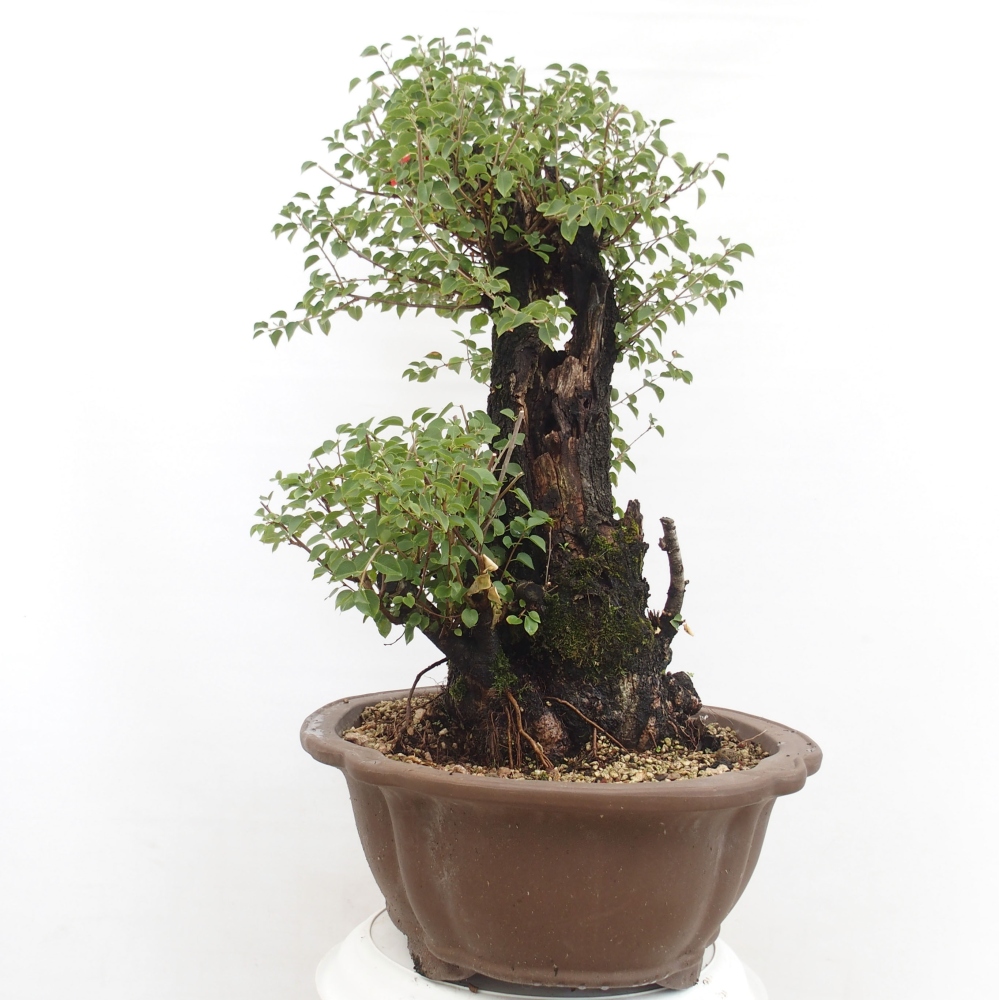 Bonsai voor buiten - Mahalebka - Prunus mahaleb