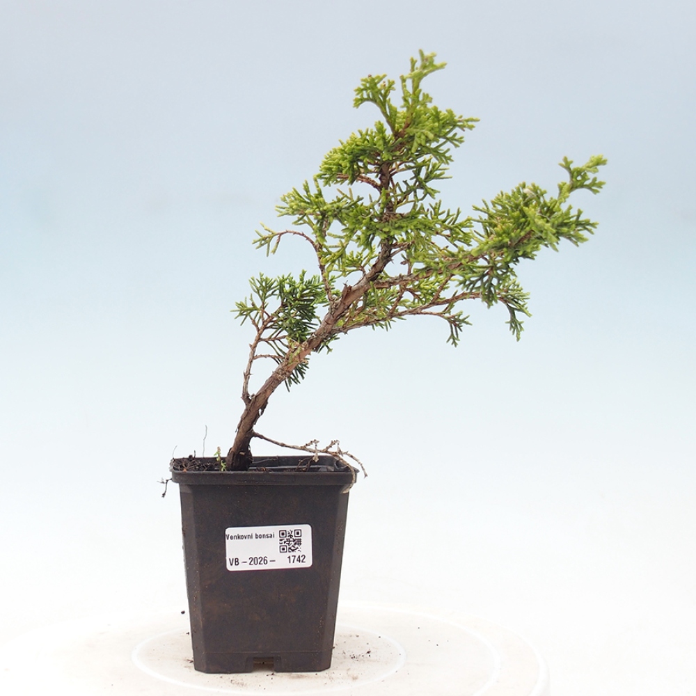 Bonsai voor buiten - Juniperus chinensis Itoigawa