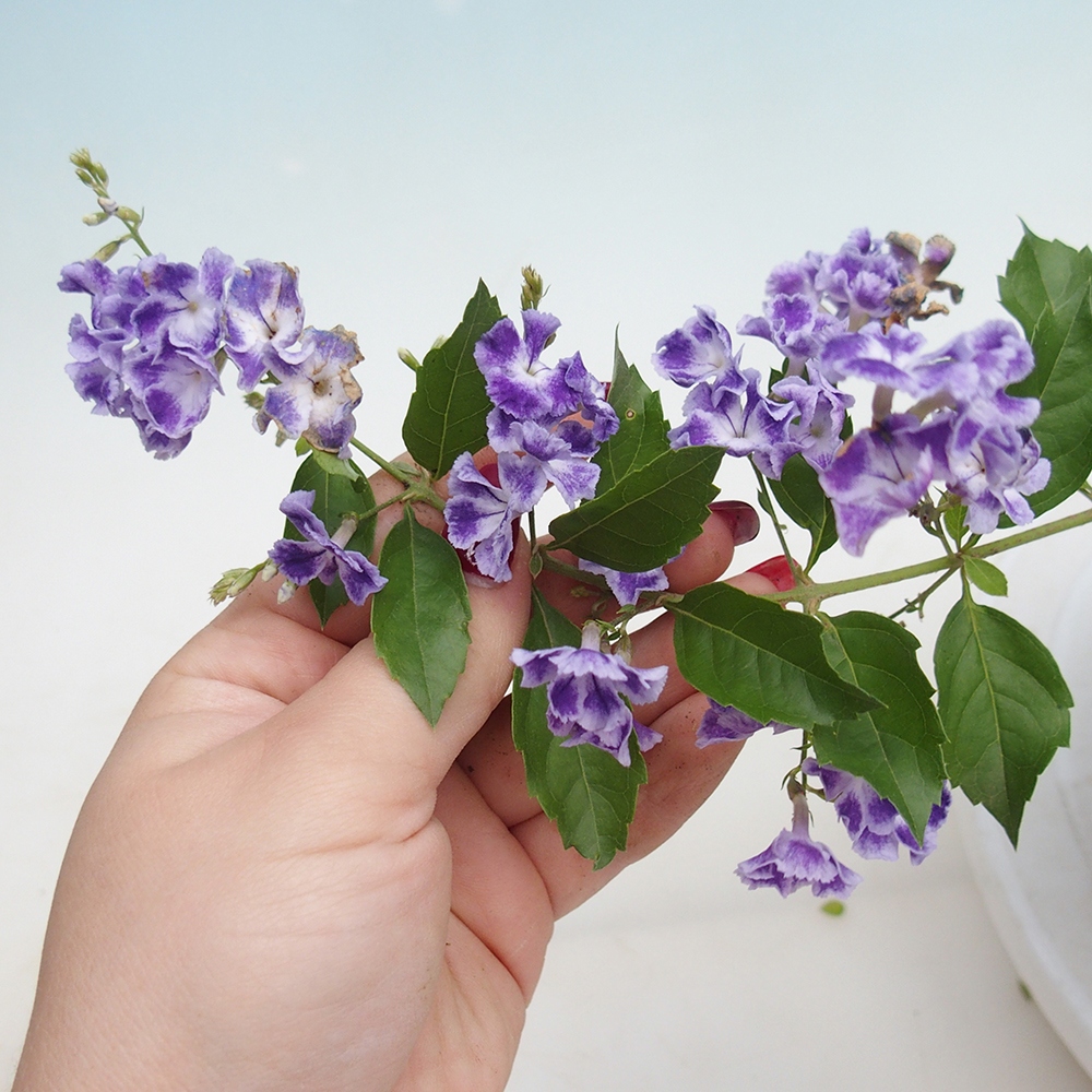 Kamerbonsai - Duranta erecta Aurea