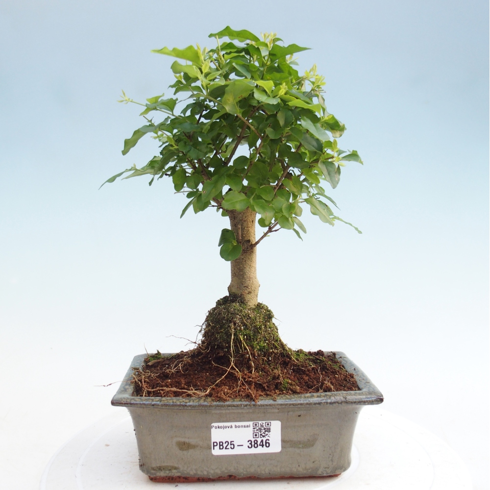 Kamerbonsai -Ligustrum chinensis - Vogelsnavel