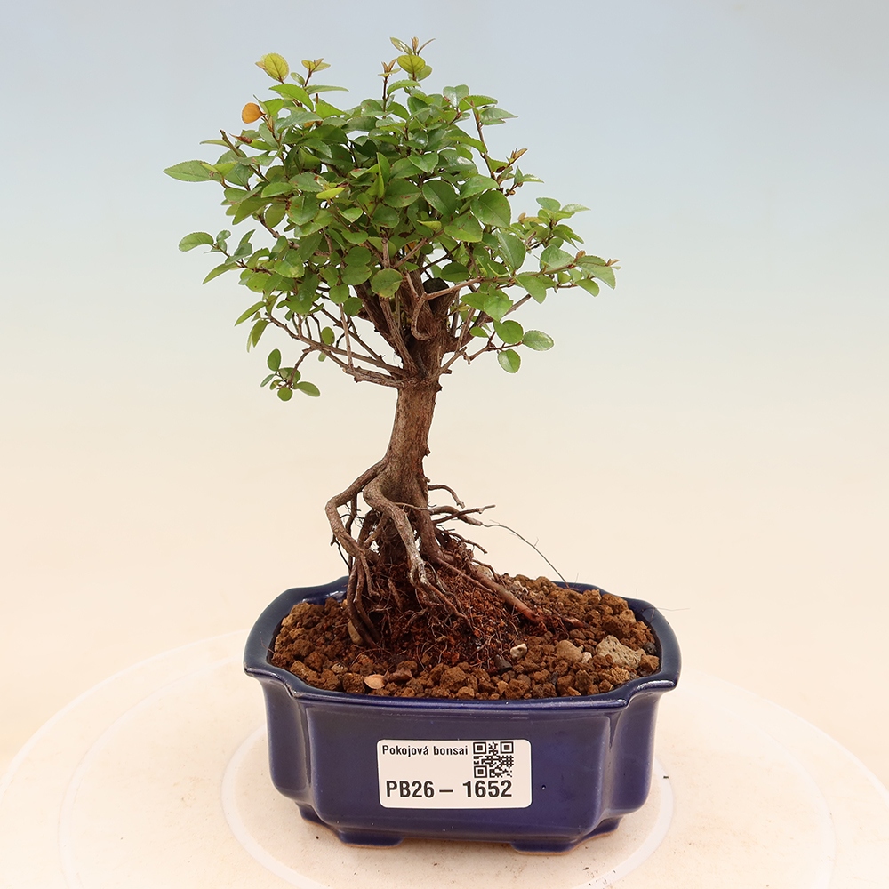 Kamerbonsai - Sageretia thea - Sageretia thea