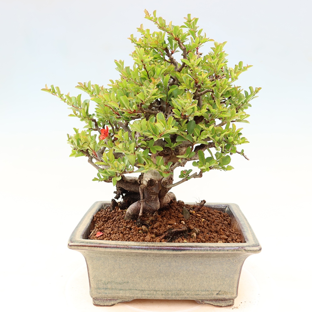 Bonsai voor buiten - Chaneomeles speciosa Chojubai