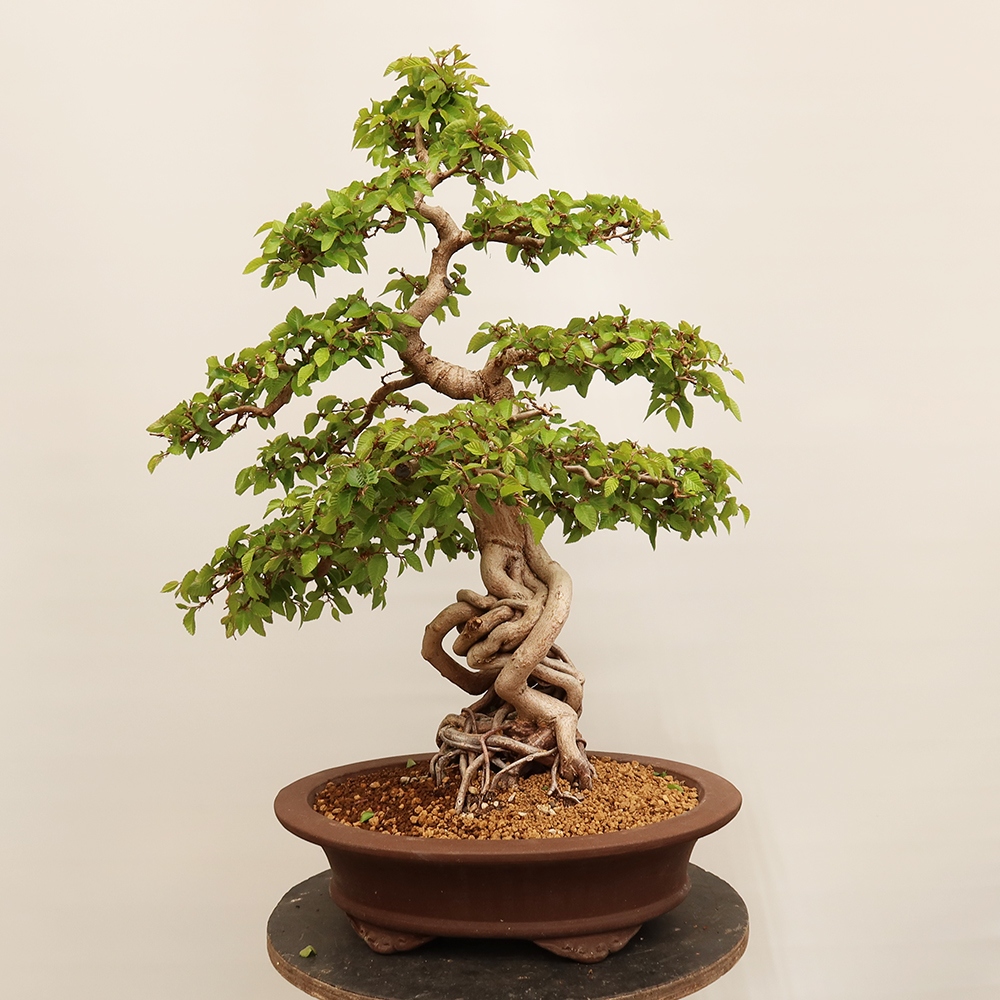 Bonsai voor buiten -Carpinus Coreana - Koreaanse haagbeuk
