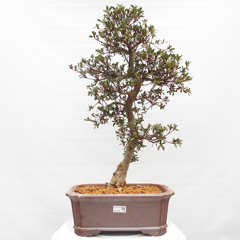 Bonsai voor buiten - Japanse azalea - Azalea satsuki
