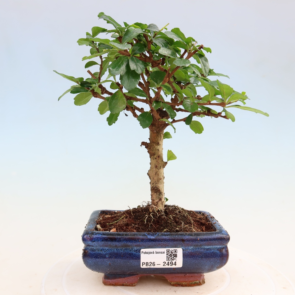 Kamerbonsai - Carmona macrophylla - Thee fuki