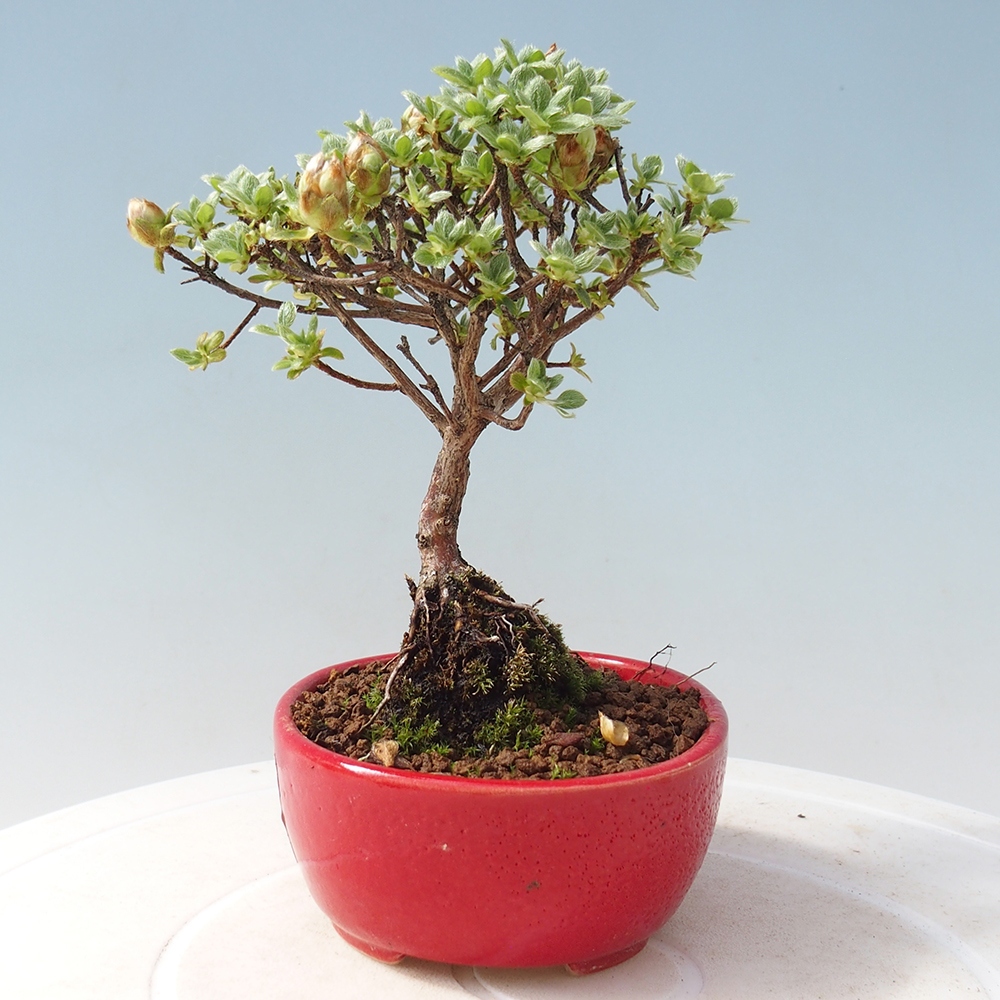 Bonsai voor buiten - Rhododendron indicum - Japanse azalea
