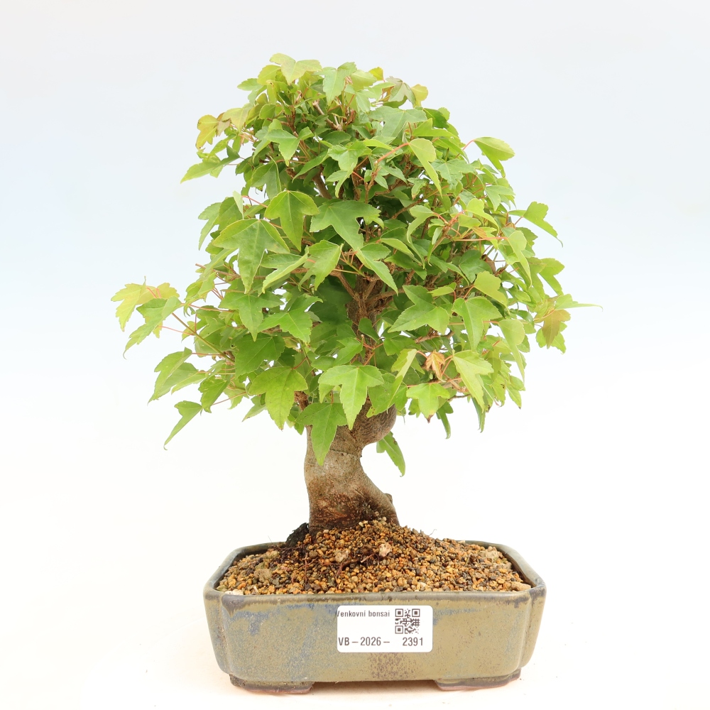 Bonsai voor buiten - Esdoorn Burger - Acer Burgerianum