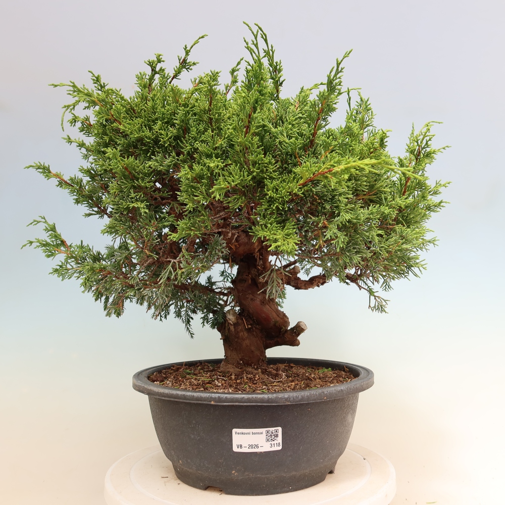 Bonsai voor buiten - Juniperus chinensis Itoigawa-Juniperus chinensis