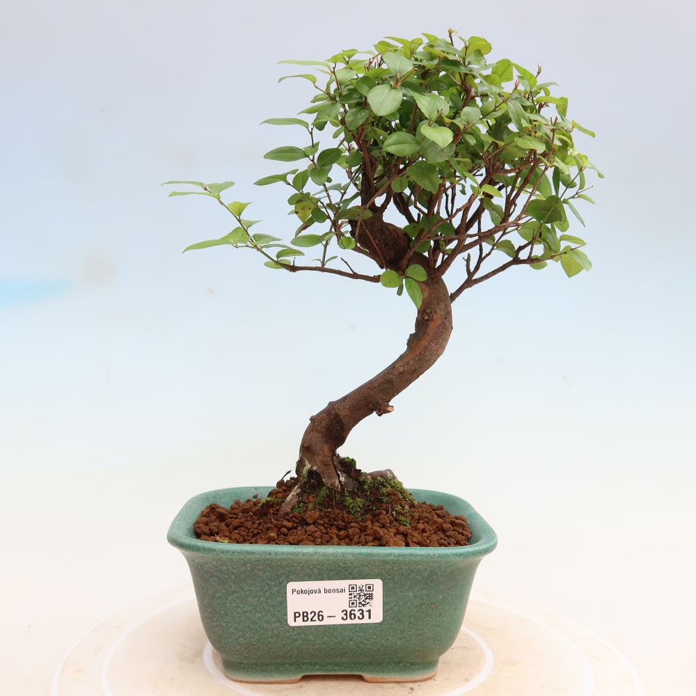 Kamerbonsai - Sageretia thea - Sageretia thea