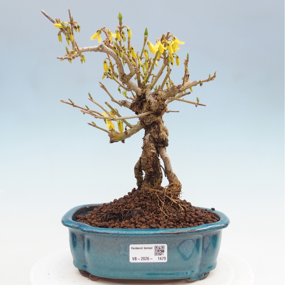 Bonsai voor buiten - Zlatice - Forsythia koreana