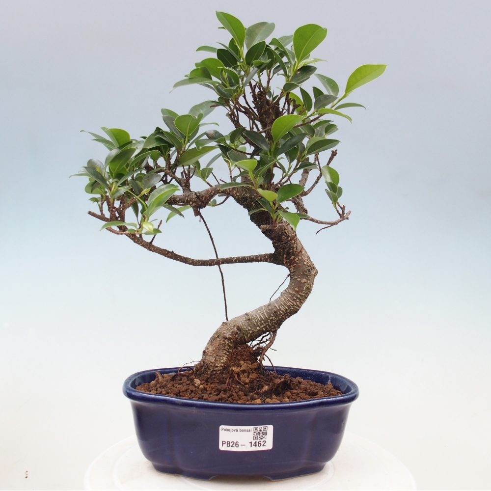 Kamerbonsai - Ficus retusa - kleinbladige ficus