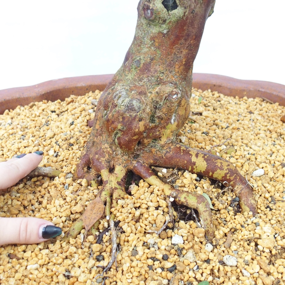 Bonsai voor buiten - Japanse Azalea - Azalea Sayaka