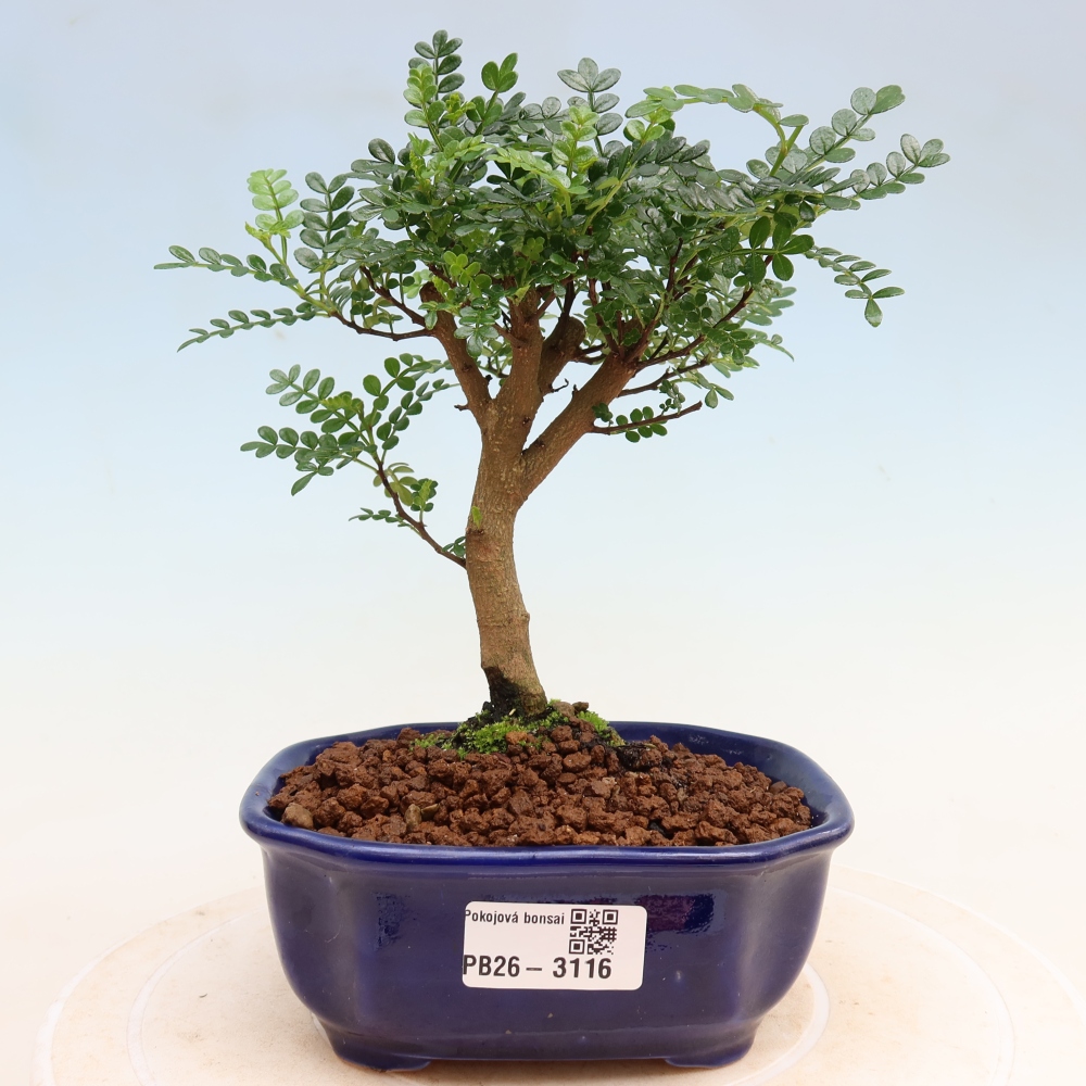 Kamerbonsai - Zantoxylum piperitum - peperboom