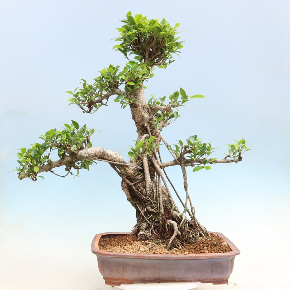 Kamerbonsai - Ficus kimmen - kleinbladige ficus