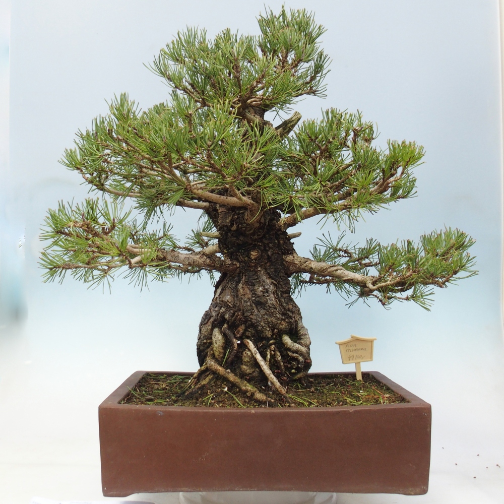 Bonsai voor buiten - Pinus sylvestris - Pinus sylvestris