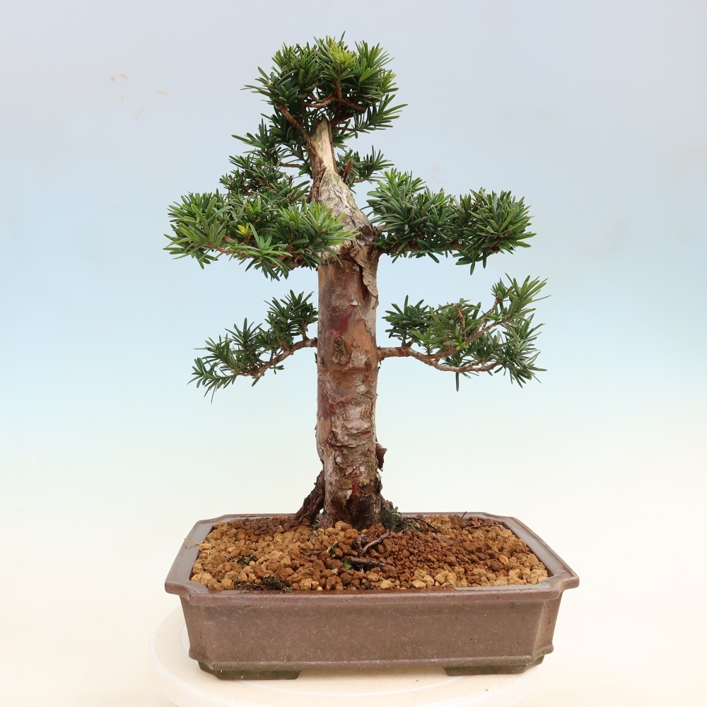 Bonsai voor buiten - Taxus cuspidata - Japanse Taxus